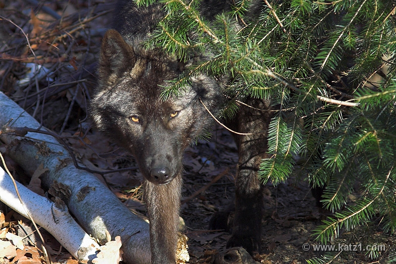 Arctic Wolf 004